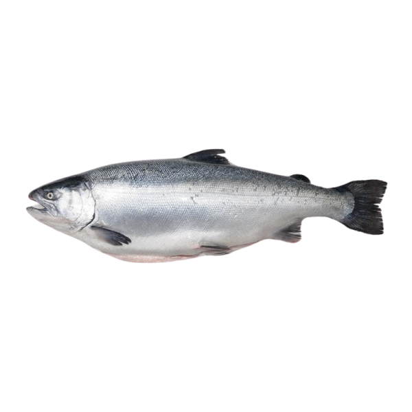 Frozen Atlantic Salmon Head On