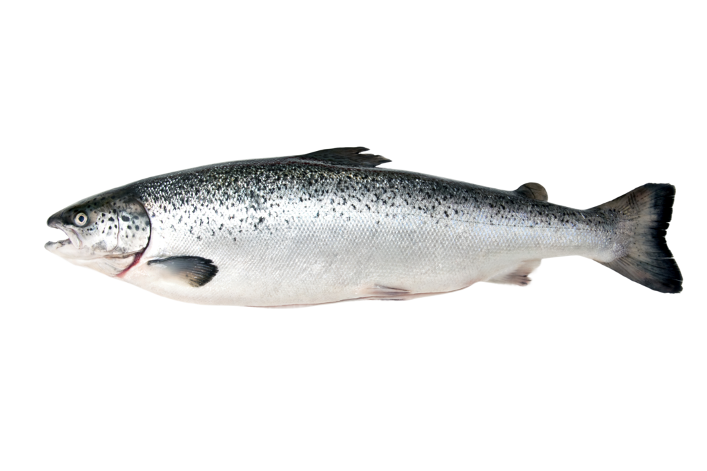 Fresh Atlantic Salmon Head On